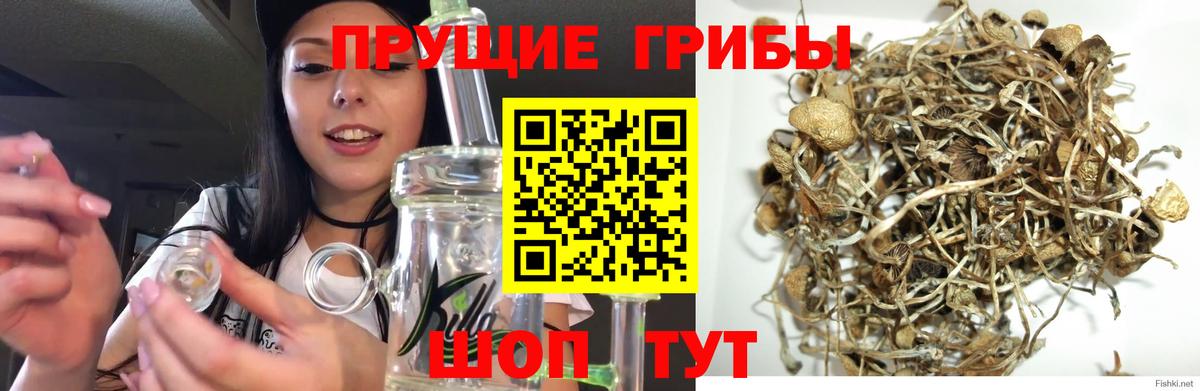 магазин продажи наркотиков  Вход с VPN  Псилоцибиновые грибы MAGIC MUSHROOMS  Учалы  Псилоцибиновые грибы Psilocybe 